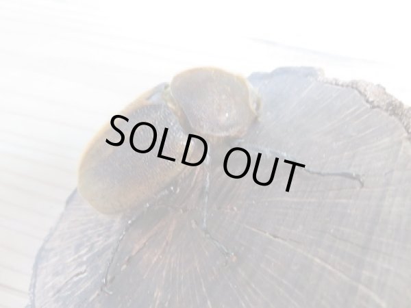 画像4: ☆新成虫☆D.H.ヘラクレス♂92ミリ♀フリーサイズペア販売!! (4)