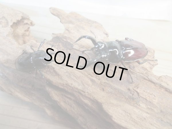 画像5: 新成虫☆別血統WF1☆オーベルチュールクロツヤシカクワガタ♂50ミリ♀フリーサイズペア販売！！ (5)