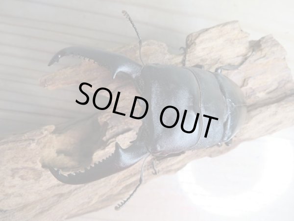 画像2: ☆新成虫☆パラワンオオヒラタクワガタ♂99ミリ♀46.5ミリ+♀43ミリトリオ販売!! (2)