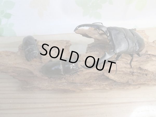 画像5: ☆新成虫☆パラワンオオヒラタクワガタ♂99ミリ♀46.5ミリ+♀43ミリトリオ販売!! (5)