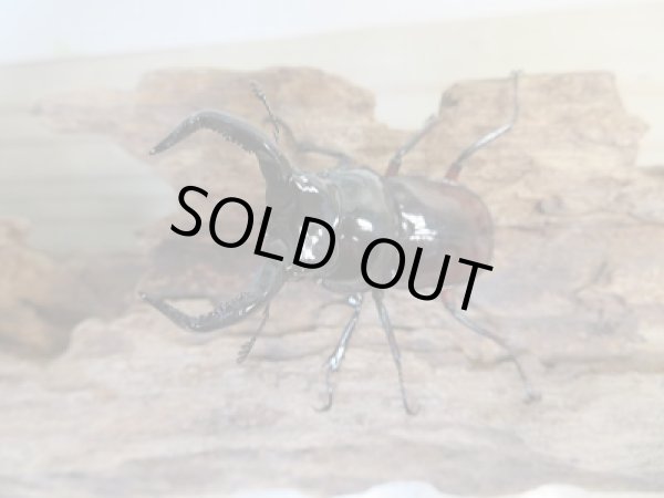 画像2: 新成虫☆別血統WF1☆オーベルチュールクロツヤシカクワガタ♂51ミリ♀31ミリペア販売!! (2)