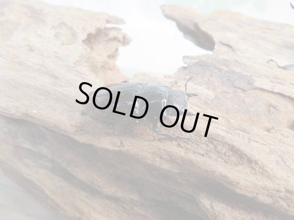 画像4: 新成虫☆別血統WF1☆オーベルチュールクロツヤシカクワガタ♂39ミリ♀28ミリペア販売！！ (4)