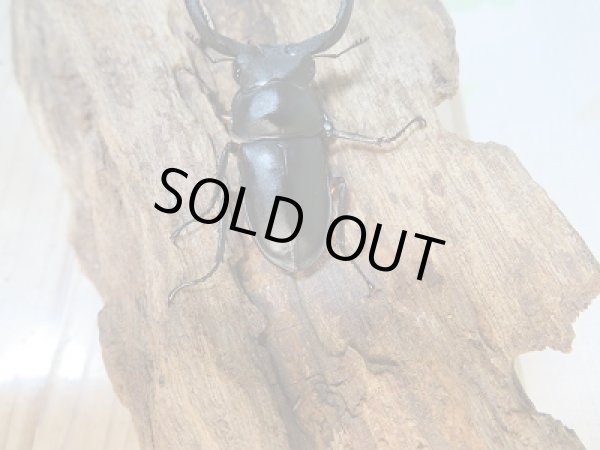 画像3: 新成虫☆WF1☆チュウゴククロツヤシカクワガタ♂44ミリ♀31ミリ別血統ペア販売！！ (3)