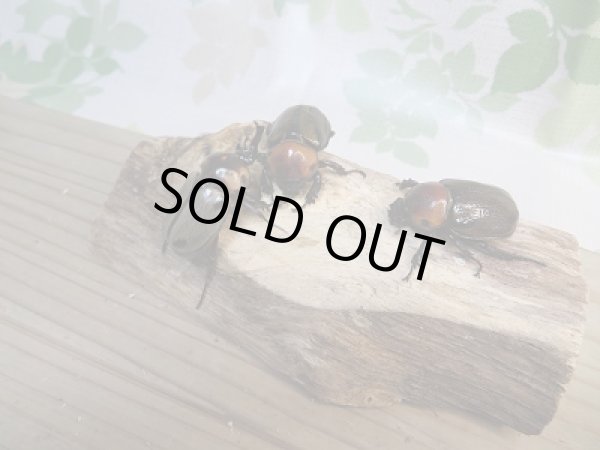 画像4: ☆小型人気種☆ヨツボシヒナカブト♂40ミリ♀フリーサイズ+♀フリーサイズ別血統トリオ販売!! (4)