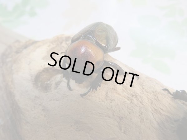 画像3: ☆小型人気種☆ヨツボシヒナカブト♂40ミリ♀フリーサイズ+♀フリーサイズ別血統トリオ販売!! (3)