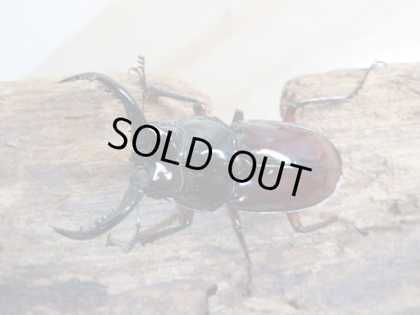 画像2: 新成虫☆別血統WF1☆オーベルチュールクロツヤシカクワガタ♂39ミリ♀28ミリペア販売！！ (2)