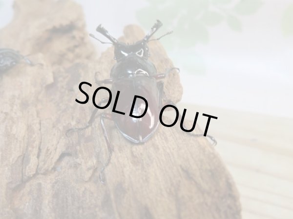 画像3: 新成虫☆別血統WF1☆オーベルチュールクロツヤシカクワガタ♂39ミリ♀28ミリペア販売！！ (3)