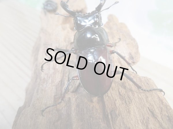 画像3: 新成虫☆別血統WF1☆オーベルチュールクロツヤシカクワガタ♂51ミリ♀31ミリペア販売!! (3)