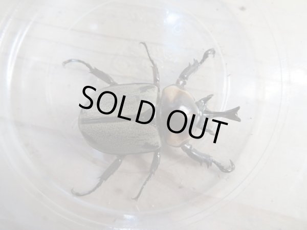 画像1: ☆小型人気種☆ヨツボシヒナカブト♂40ミリ♀フリーサイズ+♀フリーサイズ別血統トリオ販売!! (1)