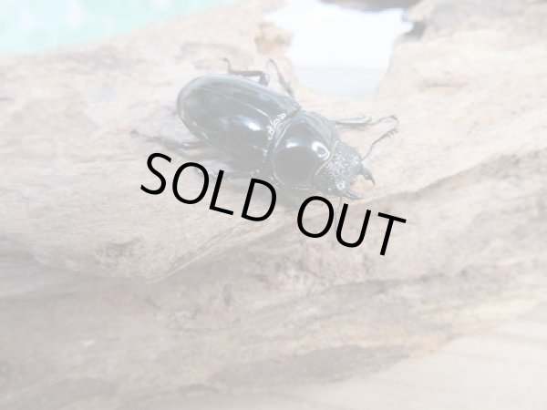 画像4: 新成虫☆WF1☆チュウゴククロツヤシカクワガタ♂44ミリ♀31ミリ別血統ペア販売！！ (4)