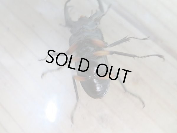 画像6: 新成虫☆WF1☆チュウゴククロツヤシカクワガタ♂44ミリ♀31ミリ別血統ペア販売！！ (6)