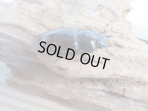 画像4: 新成虫☆別血統WF1☆オーベルチュールクロツヤシカクワガタ♂51ミリ♀31ミリペア販売!! (4)