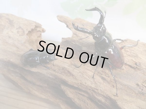 画像5: 新成虫☆別血統WF1☆オーベルチュールクロツヤシカクワガタ♂51ミリ♀31ミリペア販売!! (5)