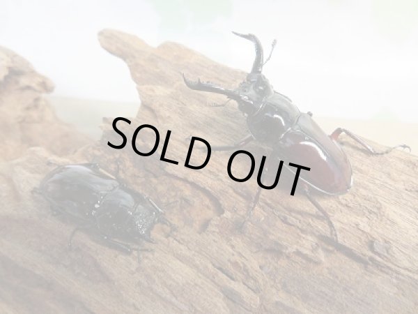 画像5: 新成虫☆別血統WF1☆オーベルチュールクロツヤシカクワガタ♂39ミリ♀28ミリペア販売！！ (5)