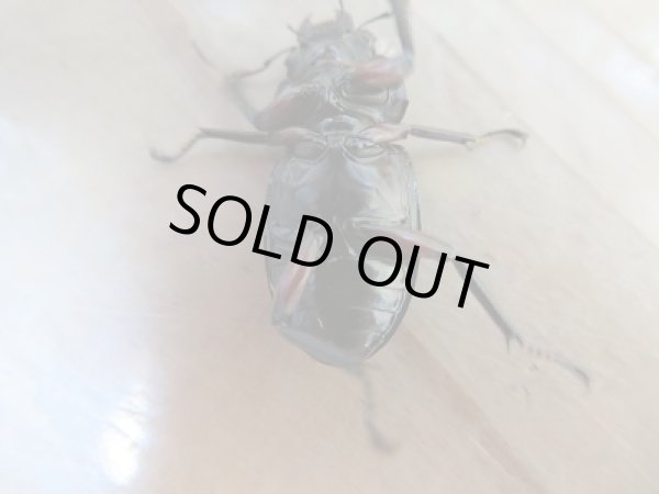 画像7: 新成虫☆WF1☆チュウゴククロツヤシカクワガタ♂44ミリ♀31ミリ別血統ペア販売！！ (7)