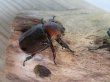 画像2: ☆小型人気種☆ヨツボシヒナカブト♂40ミリ♀フリーサイズ+♀フリーサイズ別血統トリオ販売!! (2)