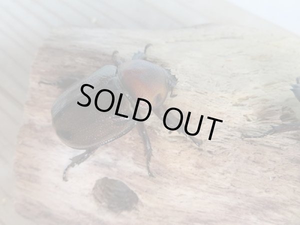 画像2: ☆小型人気種☆ヨツボシヒナカブト♂40ミリ♀フリーサイズ+♀フリーサイズ別血統トリオ販売!! (2)