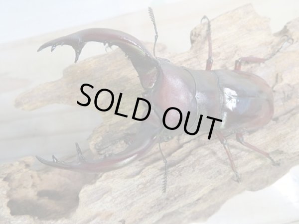 画像2: ☆新成虫☆フォルスターフタマタクワガタ(亜種ニシ)♂79ミリ♀41ミリ+♀40ミリトリオ販売!! (2)