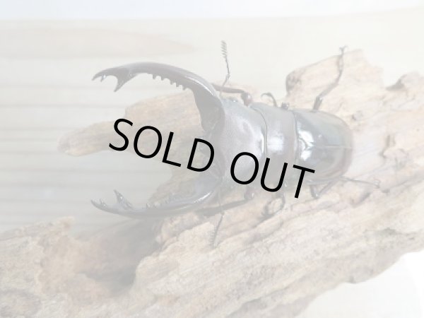 画像2: ☆新成虫☆フォルスターフタマタクワガタ（原名亜種）♂77ミリ♀-RR37ミリ別血統ペア販売！！ (2)