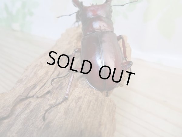 画像3: ☆新成虫☆フォルスターフタマタクワガタ（亜種ニシ）♂－A´70ミリ♀38ミリ別血統ペア販売！！ (3)