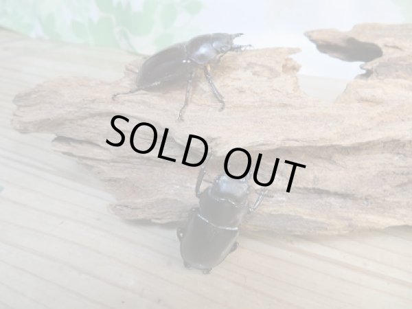 画像4: ☆大型新成虫☆フォルスターフタマタクワガタ（亜種ニシ）♂81ミリ♀42ミリ＋♀42ミリトリオ販売！！ (4)