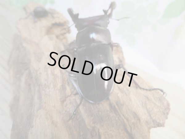 画像3: ☆新成虫☆フォルスターフタマタクワガタ（原名亜種）♂77ミリ♀-RR37ミリ別血統ペア販売！！ (3)