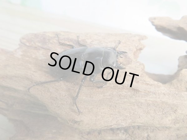 画像4: ☆新成虫☆フォルスターフタマタクワガタ（原名亜種）♂77ミリ♀-RR37ミリ別血統ペア販売！！ (4)