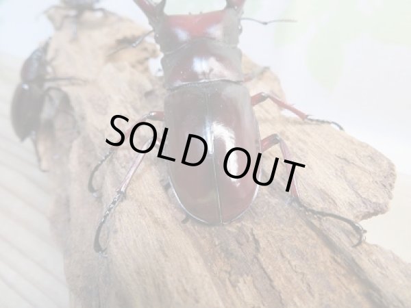 画像3: ☆新成虫☆フォルスターフタマタクワガタ(亜種ニシ)♂79ミリ♀41ミリ+♀40ミリトリオ販売!! (3)