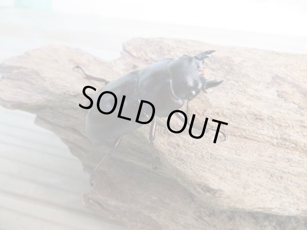 画像4: ☆新成虫☆フォルスターフタマタクワガタ（亜種ニシ）♂－A´70ミリ♀38ミリ別血統ペア販売！！ (4)