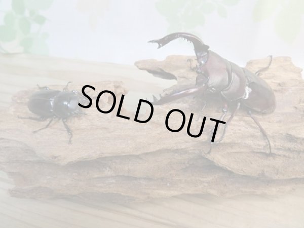 画像5: ☆新成虫☆フォルスターフタマタクワガタ（原名亜種）♂78ミリ♀40ミリペア販売！！ (5)