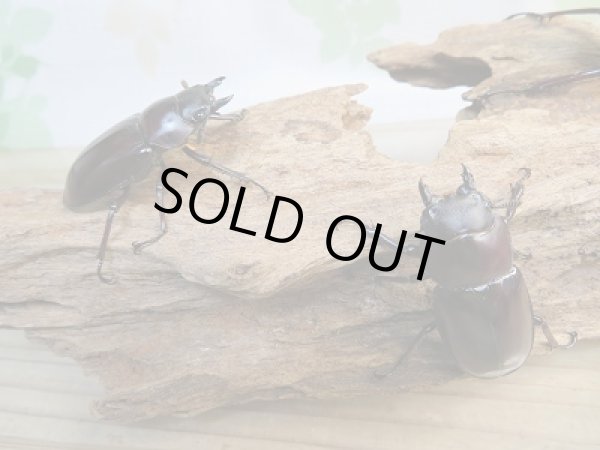 画像4: ☆新成虫☆フォルスターフタマタクワガタ(亜種ニシ)♂79ミリ♀41ミリ+♀40ミリトリオ販売!! (4)