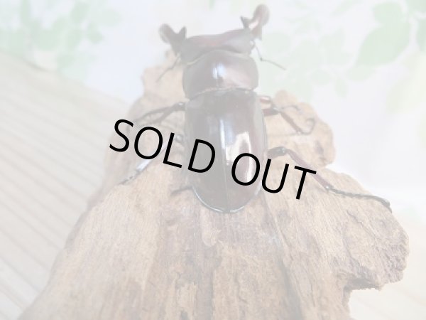 画像3: ☆新成虫☆フォルスターフタマタクワガタ（原名亜種）♂78ミリ♀40ミリペア販売！！ (3)