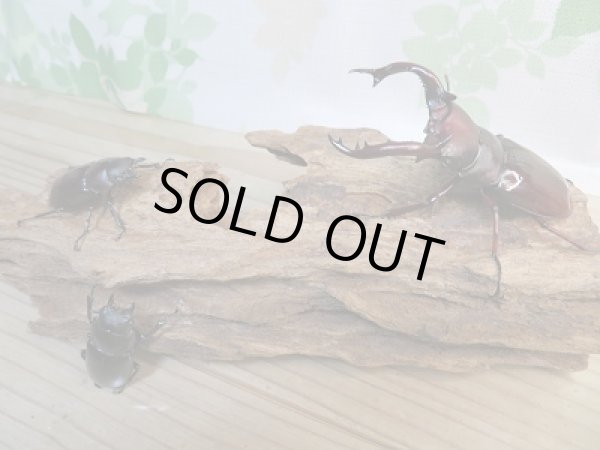 画像5: ☆大型新成虫☆フォルスターフタマタクワガタ（亜種ニシ）♂81ミリ♀42ミリ＋♀42ミリトリオ販売！！ (5)