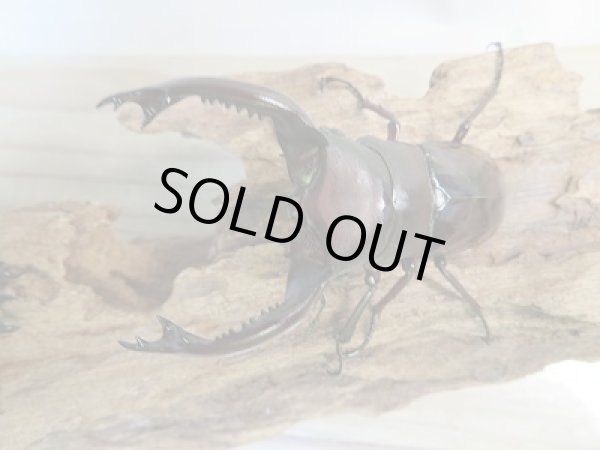 画像2: ☆新成虫☆フォルスターフタマタクワガタ（原名亜種）♂78ミリ♀40ミリペア販売！！ (2)