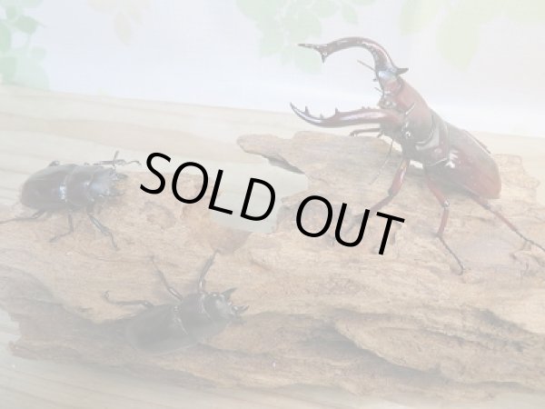 画像5: ☆新成虫☆フォルスターフタマタクワガタ（亜種ニシ）♂77ミリ♀40ミリ＋♀38ミリトリオ販売！！ (5)