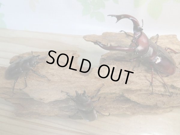 画像5: ☆新成虫☆フォルスターフタマタクワガタ(亜種ニシ)♂79ミリ♀41ミリ+♀40ミリトリオ販売!! (5)