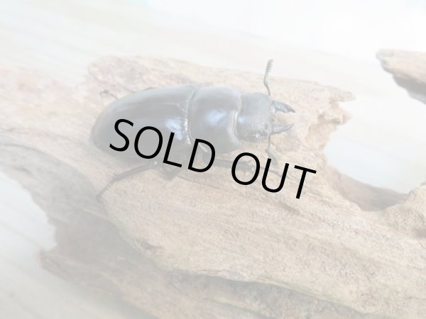 画像4: ☆新成虫☆フォルスターフタマタクワガタ（亜種キヨタミ）♂ーB77ミリ♀45ミリペア販売！！ (4)