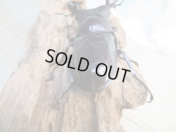 画像3: ☆新成虫☆フォルスターフタマタクワガタ（亜種キヨタミ）♂ーB77ミリ♀45ミリペア販売！！ (3)