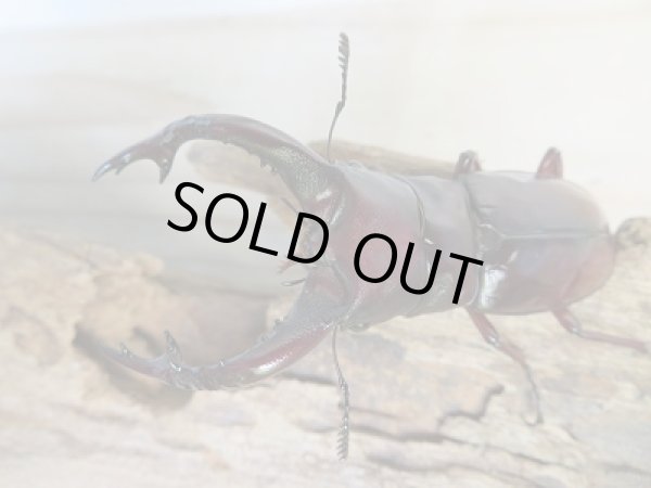 画像2: ☆新成虫☆フォルスターフタマタクワガタ（亜種ニシ）♂－A´70ミリ♀38ミリ別血統ペア販売！！ (2)