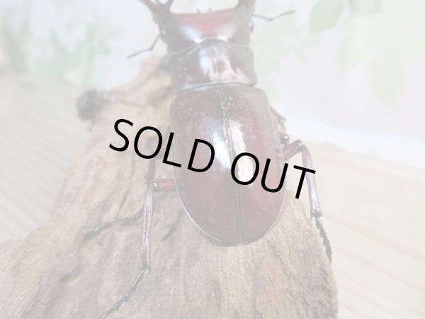 画像3: ☆新成虫☆フォルスターフタマタクワガタ（亜種ニシ）♂77ミリ♀40ミリ＋♀38ミリトリオ販売！！ (3)