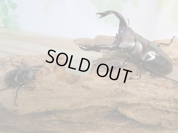 画像5: ☆新成虫☆フォルスターフタマタクワガタ（原名亜種）♂77ミリ♀-RR37ミリ別血統ペア販売！！ (5)