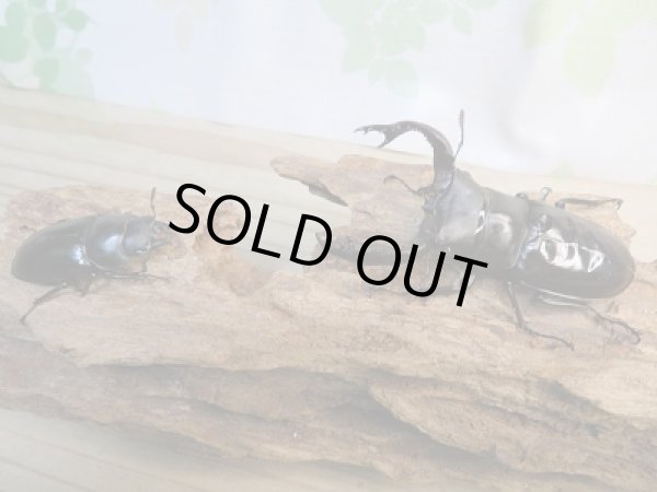 画像5: ☆新成虫☆フォルスターフタマタクワガタ（亜種キヨタミ）♂ーB77ミリ♀45ミリペア販売！！ (5)