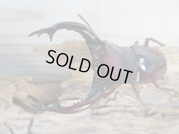 画像2: ☆新成虫☆フォルスターフタマタクワガタ（亜種ニシ）♂77ミリ♀40ミリ＋♀38ミリトリオ販売！！ (2)