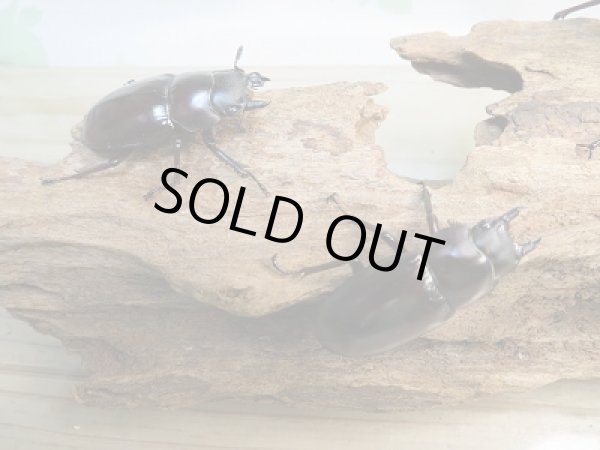 画像4: ☆新成虫☆フォルスターフタマタクワガタ（亜種ニシ）♂77ミリ♀40ミリ＋♀38ミリトリオ販売！！ (4)