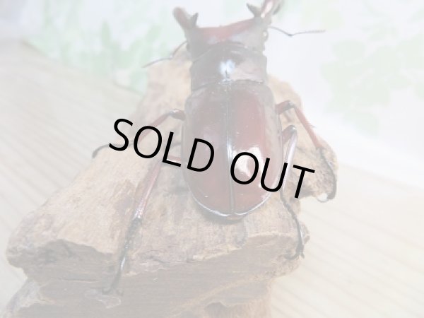 画像3: ☆大型新成虫☆フォルスターフタマタクワガタ（亜種ニシ）♂81ミリ♀42ミリ＋♀42ミリトリオ販売！！ (3)