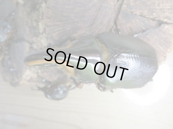 画像2: 人気種!!新成虫☆サタンオオカブト♂79ミリ♀63ミリ+♀55ミリトリオ販売!! (2)