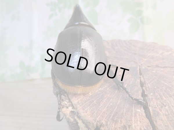 画像3: 人気種!!新成虫☆サタンオオカブト♂79ミリ♀63ミリ+♀55ミリトリオ販売!! (3)