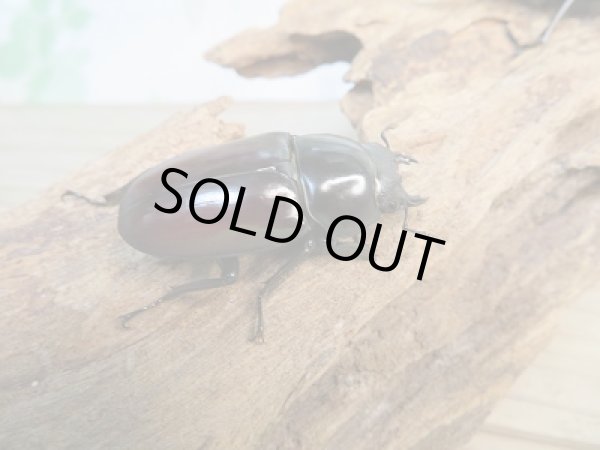 画像4: ☆新成虫☆アローコクワガタ（亜種リエン）♂57ミリ♀39ミリペア販売！！ (4)