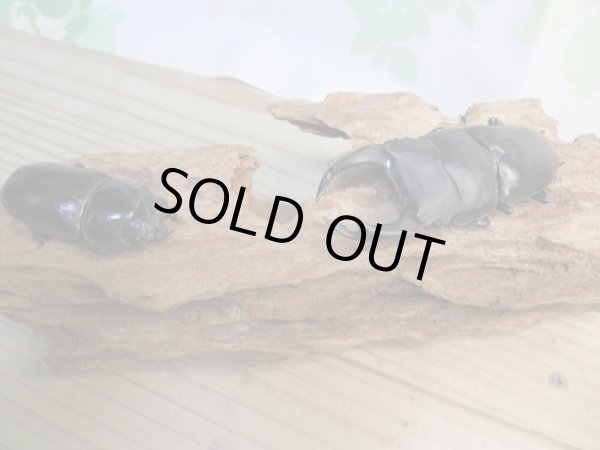 画像5: ☆今季ブリード用☆能勢産!国産オオクワガタ♂84ミリ♀53ミリ大型ペア販売!! (5)