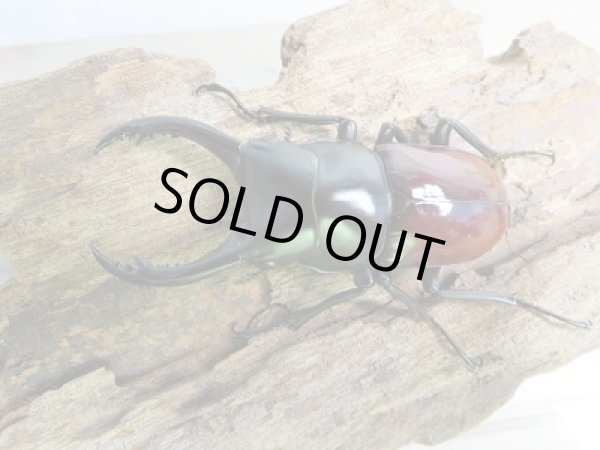 画像2: ☆新成虫☆アローコクワガタ（亜種リエン）♂57ミリ♀39ミリペア販売！！ (2)